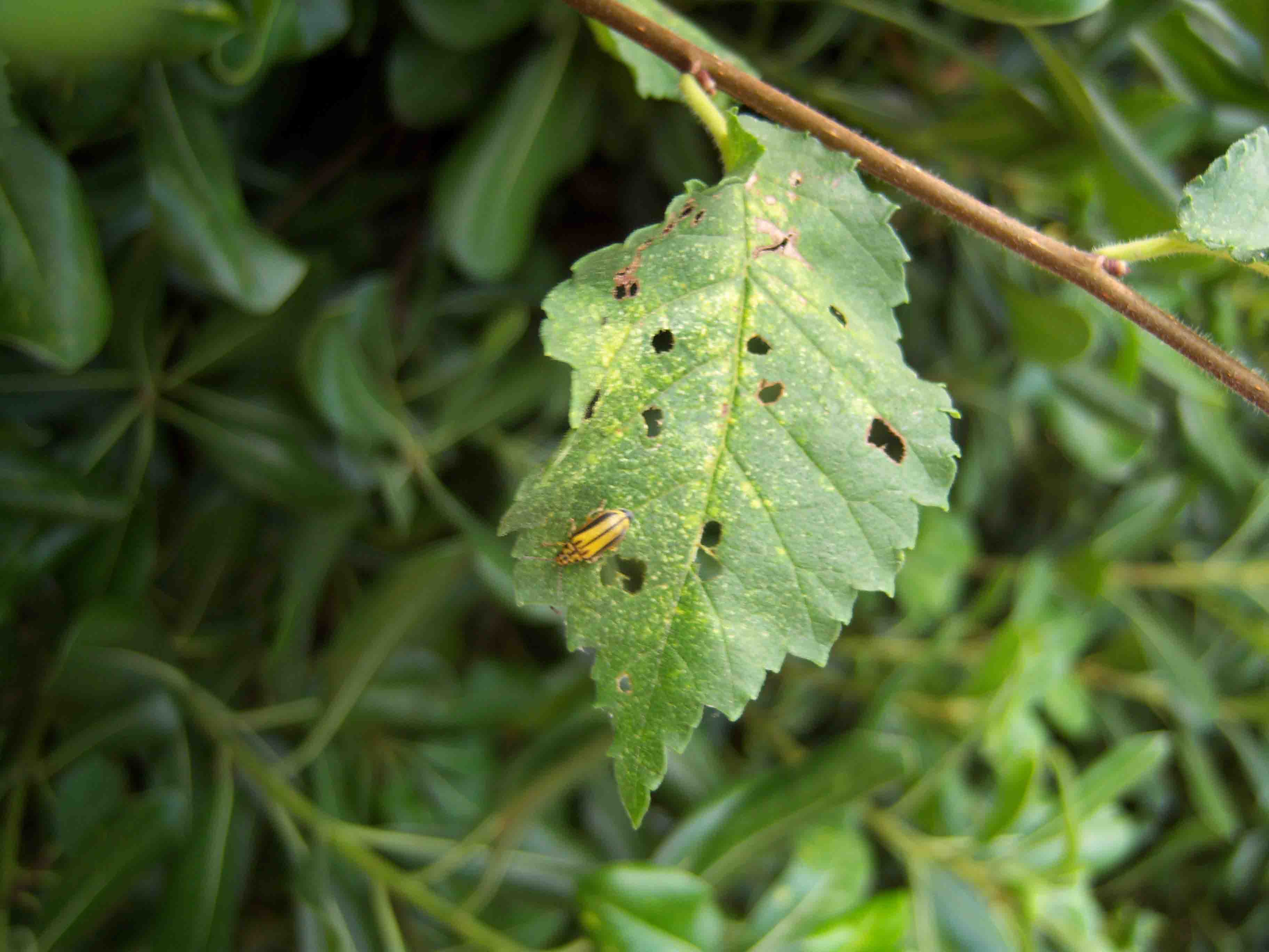 Xanthogaleruca luteola